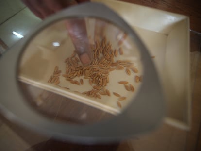 Un técnico separa las semillas de mejor calidad, en un laboratorio de Mozambique, en 2011.