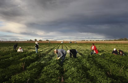 Migrantes mexicanos trabajan en el campo en Wellington, Colorado.