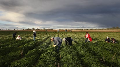 Migrantes mexicanos trabalham no campo em Wellington, Colorado.