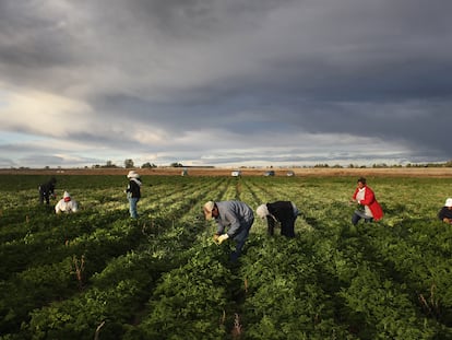 Migrantes mexicanos trabajan en el campo en Wellington, Colorado.