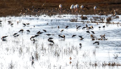Bando de agujas colipintas (’Limosa lapponica’) en los esteros gaditanos.