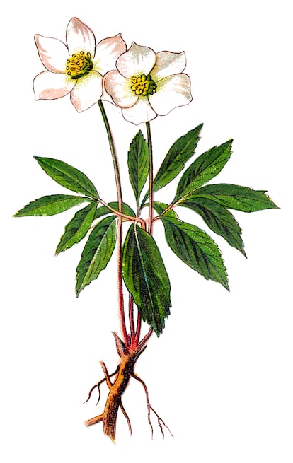 El eléboro negro fue una de las plantas que se recomendaban para practicar abortos. Hoy en día se conocen sus propiedades altamente tóxicas.