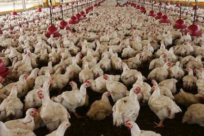 Una granja avícola en Brasil.