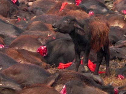 Animales sacrificados durante el último sacrificio ritual en Nepal.
