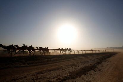 Camellos corren en una pista de cinco kilómetros en Wadi Rum (Jordania).