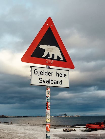 Existen más ejemplares de osos polares que habitantes en Svalbard y pueden aparecer en cualquier lugar fuera de los asentamientos.