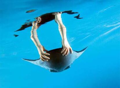 <i>Aqua_ray,</i> de Festo, un pez raya hidráulico teledirigido, que reproduce el sistema de movilidad de los peces.