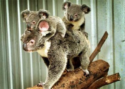 Las hembras koalas pueden tener hasta once crías.