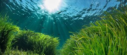 Praderas de posidonia (Formentera).