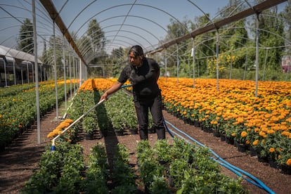 Una mujer riega sus cultivos de flor de cempasúchil.