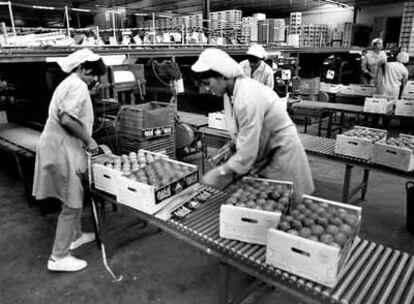 Algunas producciones tradicionales como la naranja, en Valencia, han facilitado la creación de cooperativas.