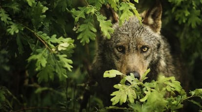 Castilla y Le&oacute;n concentra el 60% de los ejemplares de lobo en Espa&ntilde;a. 