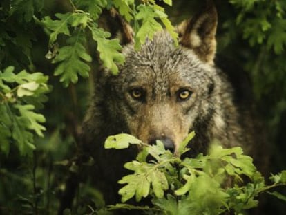 The Iberian wolf is a species that can be hunted north of the River Duero, but is completely protected to the south.