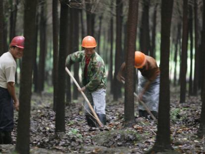 Trabajadores de una granja en China, en 2007. 