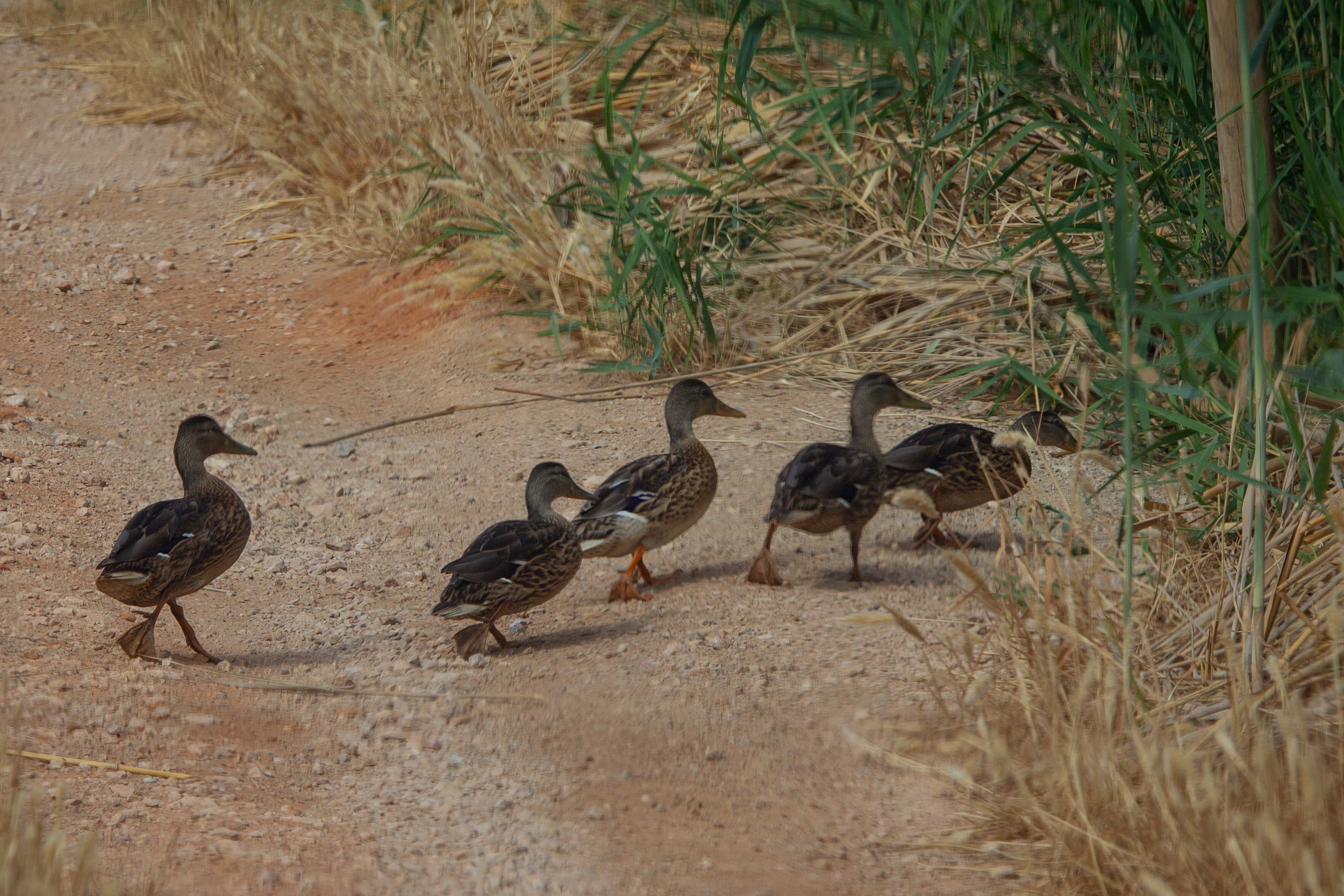 Patos caminan cerca de la Laguna de Fuente de Piedra.