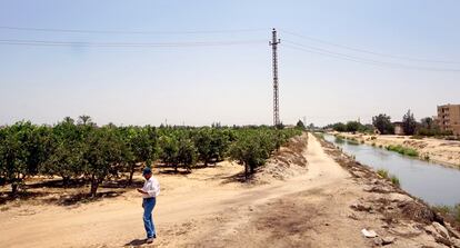 Ramadán El Asiuti, junto a una de las fincas agrícolas en la localidad egipcia de Nubaria.