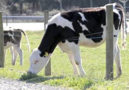 Unas vacas pastan en la localidad coruñesa de Arzúa. EFE/Archivo