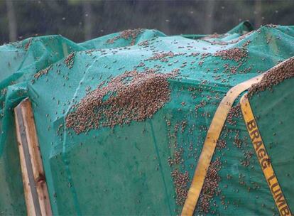 12 millones de abejas quedan en libertad tras volcar el camión donde eran transportadas