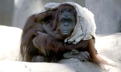 La orangutana Sandra, en el zoo de Buenos Aires, en mayo.