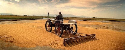 Un agricultor extiende arroz en Sueca (Valencia).