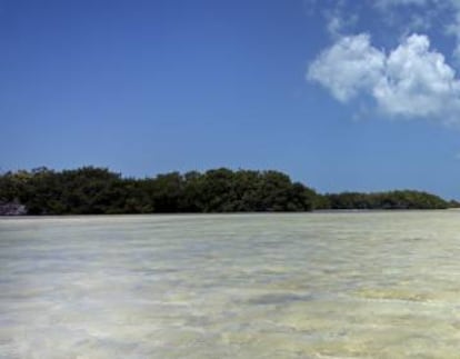 Manglares en Holbox.