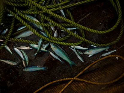 Pescado capturado tras una noche de trabajo en el lago Kivu.