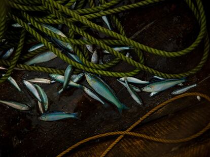 Pescado capturado tras una noche de trabajo en el lago Kivu.