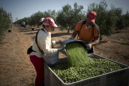 Recolección de aceitunas en una finca de Sevilla.