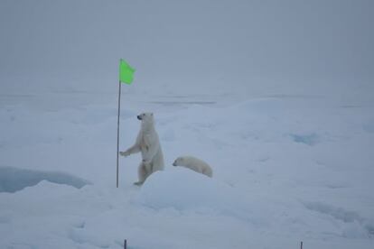 Dos osos polares se acercaron al campamento de los investigadores /AWI 