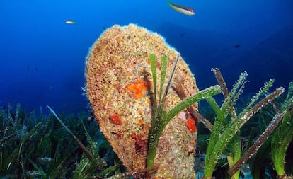 Ejemplar de nacra, el segundo bivalvo de mayor tamaño del mundo, en el mar Mediterráneo. 