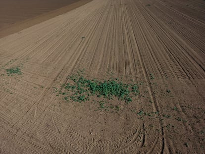 En la imagen, vista alzada de un campo de colza sembrado hace dos meses donde no ha crecido nada y ya se puede dar la cosecha por perdida.