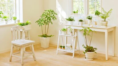 Una opción perfecta para crear con tus plantas un rincón bonito y organizado. GETTY IMAGES.