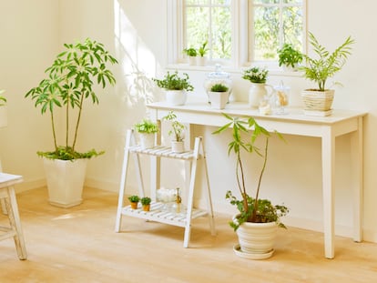Una opción perfecta para crear con tus plantas un rincón bonito y organizado. GETTY IMAGES.