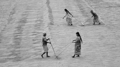 Personas trabajan en campos de arroz secando los granos, en Santipur (India), en enero de 2023.