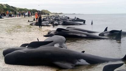 La ballena piloto, tambin llamada Caldern comn, es un ejemplar de frente abombada y cuerpo robusto que puede alcanzar entre seis y siete metros de longitud.