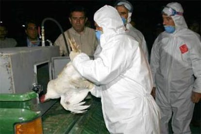 Trabajadores de la Sanidad de Turquía cargan en un vehículo pollos sacrificados, en el oeste del país.