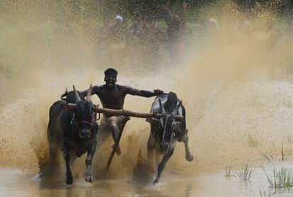 Un hombre compite con un par de toros en un campo de arroz durante el festival anual de corridas de toros Kalapoottu, con motivo de las celebraciones del festival Onam del pueblo indio de Vengannur.