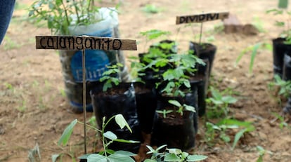 También siembran plantas locales como el Calanganito y el Dividivi, que son parte de la medicina ancestral de sus pueblos.