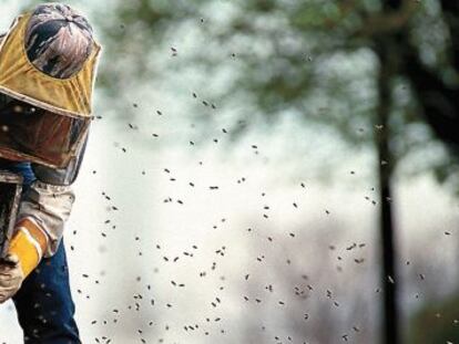Un apicultor manipula un panel con miel de una colmena de abejas. 