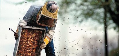 Un apicultor manipula un panel con miel de una colmena de abejas. 