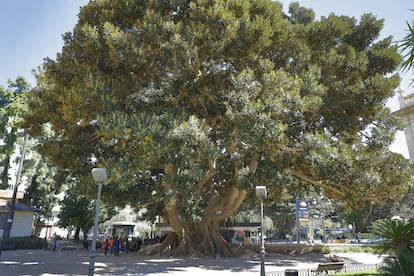 Higuera australiana del Parterre de Valencia, uno de los árboles monumentales que figuran en las nuevas rutas turísticas.