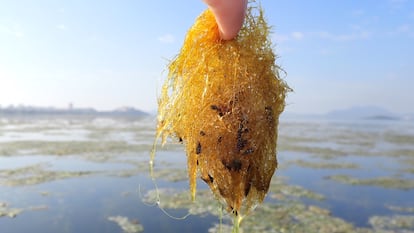 Algas que han crecido en el mar Menor debido a su mal estado.