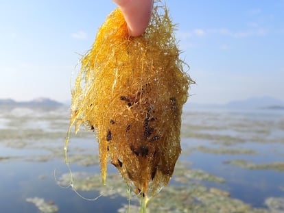 Algas que han crecido en el mar Menor debido a su mal estado.