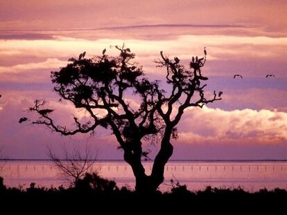 El espacio protegido de Do&ntilde;ana es uno de los m&aacute;s importantes de Europa.