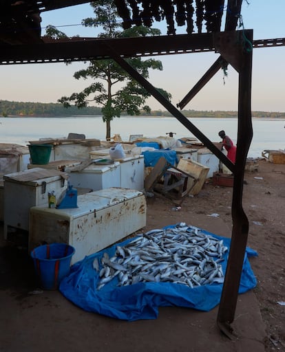 En Bubaque el pescado fresco se vende en esta zona del puerto, junto a lo que parece un cementerio de neveras. El pescado, acompañado de arroz, es el alimento principal en las islas, donde existe un grave problema de acceso a alimentos. Según la Organización de la ONU para la Alimentación y la Agricultura (FAO), “la mala nutrición y la inseguridad alimentaria se han convertido en un obstáculo estructural en Guinea Bissau”.