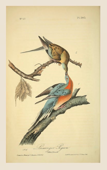 Dos palomas pasajeras, en uno de los dibujos de John James Audubon.