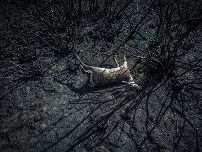 El cuerpo de un animal yace sobre la superficie calcinada del incendio forestal de la reserva de la Sierra de la Culebra, en Villardeciervos (Zamora), el pasado 21 de junio.