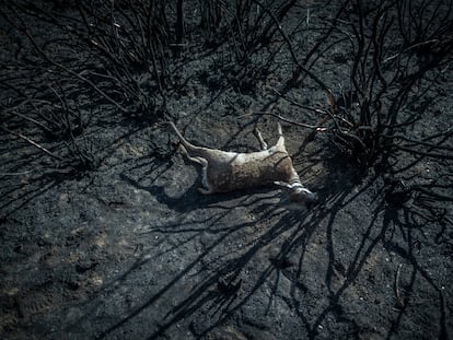 El cuerpo de un animal yacía sobre la superficie calcinada del incendio forestal de la reserva de la Sierra de la Culebra, en la provincia de Zamora, el 21 de junio.