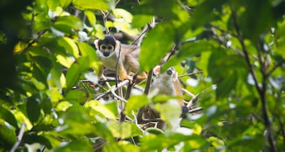 La Reserva Mamirauá tiene una gran densidad de especies de animales, como el mono oloroso.