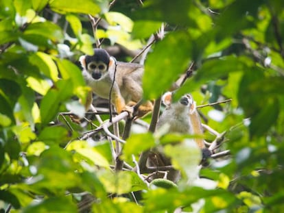 La Reserva Mamirauá tiene una gran densidad de especies de animales, como el mono oloroso.